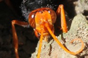 Spider Hunting Wasp (Heterodontonyx bicolor)